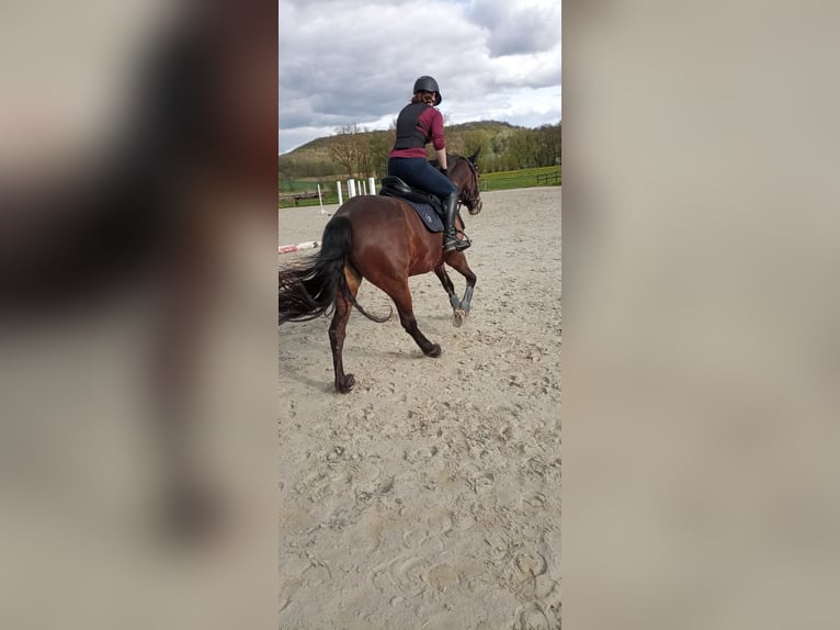 Connemara Jument 11 Ans 155 cm Bai in Weitramsdorf