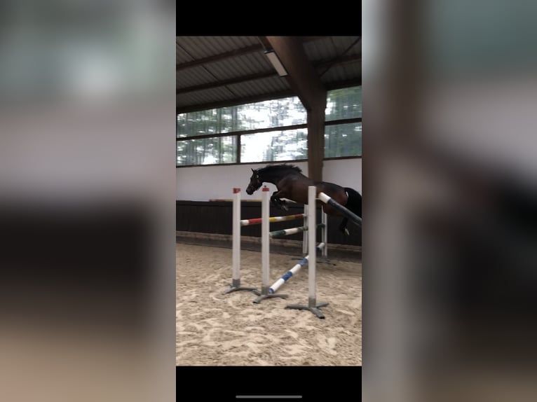 Connemara Jument 12 Ans 145 cm Bai in Sonnefeld