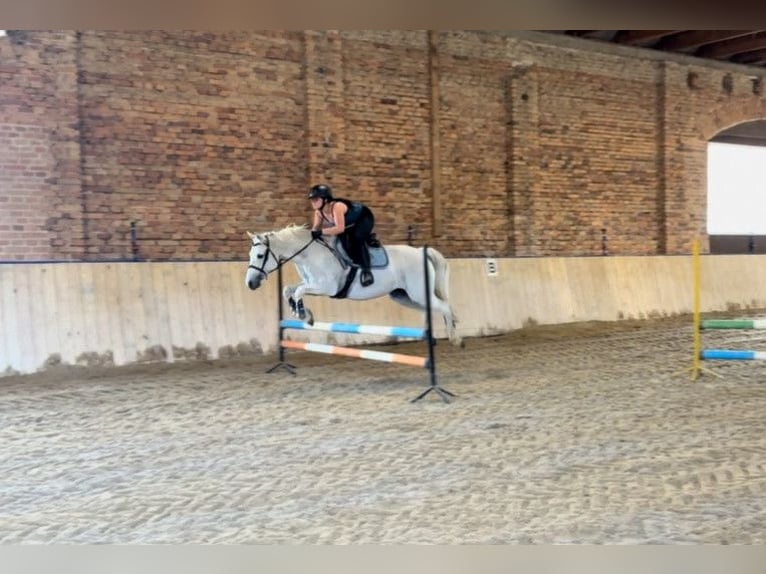Connemara Jument 12 Ans 146 cm Gris in Lasocin