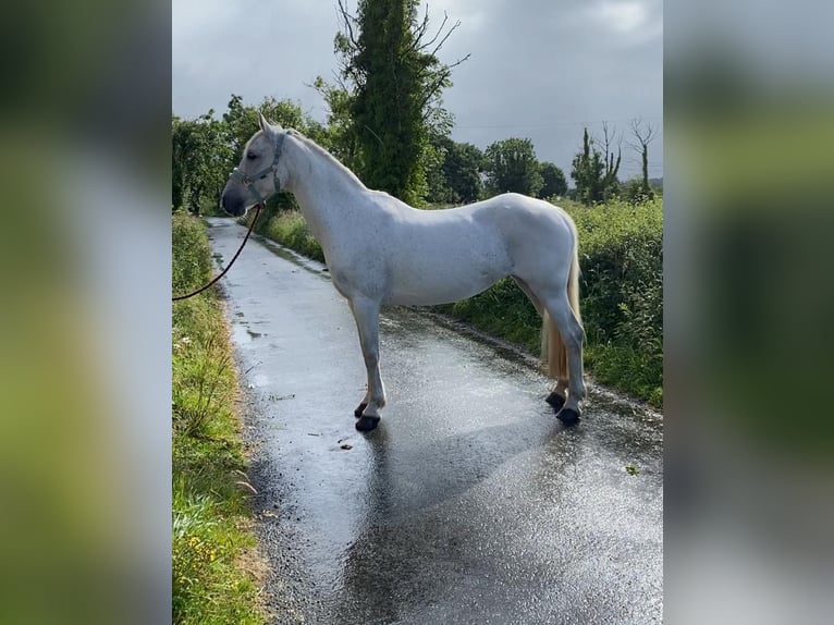 Connemara Jument 12 Ans 147 cm Gris in Sligo