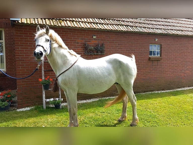 Connemara Croisé Jument 13 Ans 145 cm Gris in Klazienaveen