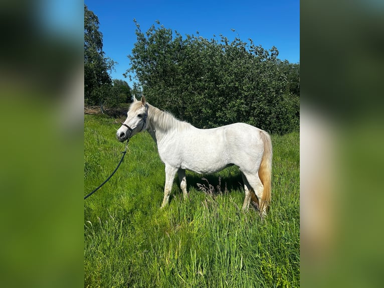 Connemara Croisé Jument 13 Ans 145 cm Gris in Klazienaveen