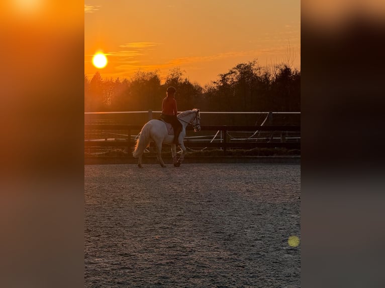 Connemara Jument 13 Ans 148 cm Gris in Ammersbek