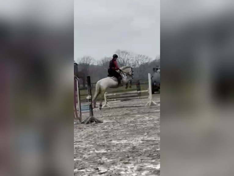 Connemara Jument 13 Ans 148 cm Gris in Ammersbek