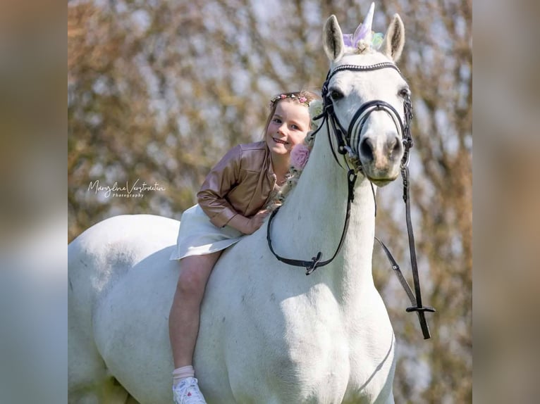 Connemara Jument 14 Ans 143 cm Gris in Brugge