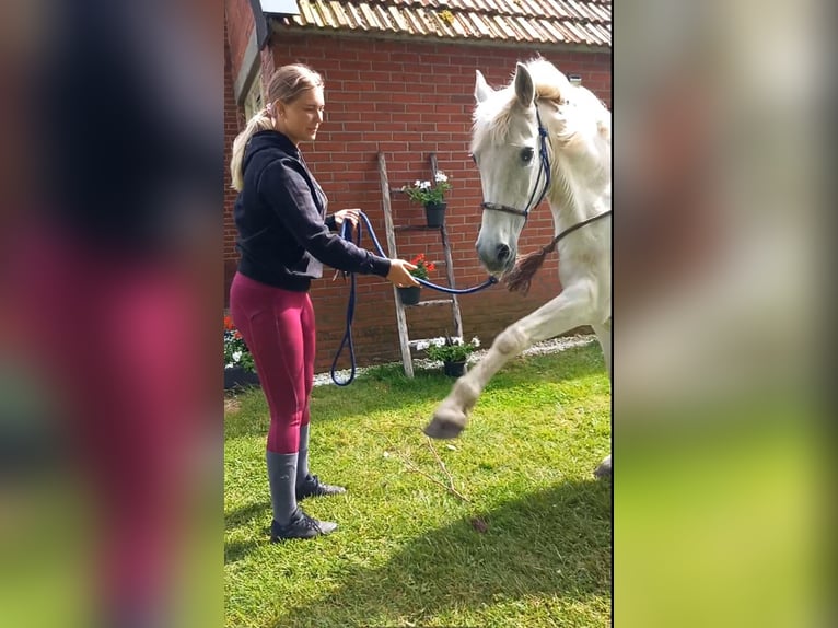 Connemara Croisé Jument 14 Ans 145 cm Gris in Klazienaveen