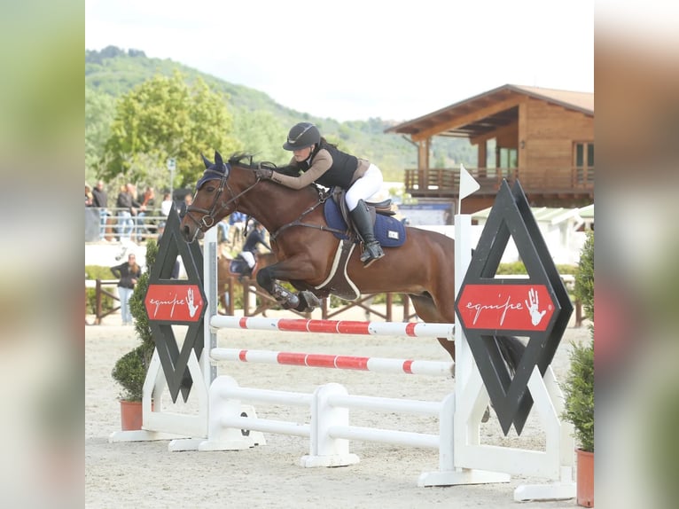 Connemara Jument 14 Ans 148 cm Bai brun in Albuzzano