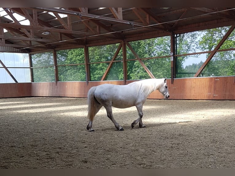Connemara Jument 14 Ans 148 cm Gris in &#xDC;hlingen-Birkendorf