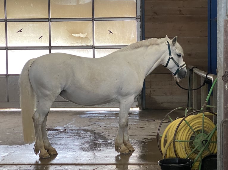 Connemara Jument 14 Ans 148 cm Gris in &#xDC;hlingen-Birkendorf