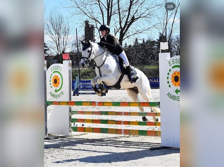 Connemara Jument 14 Ans 148 cm Gris in Arenzano