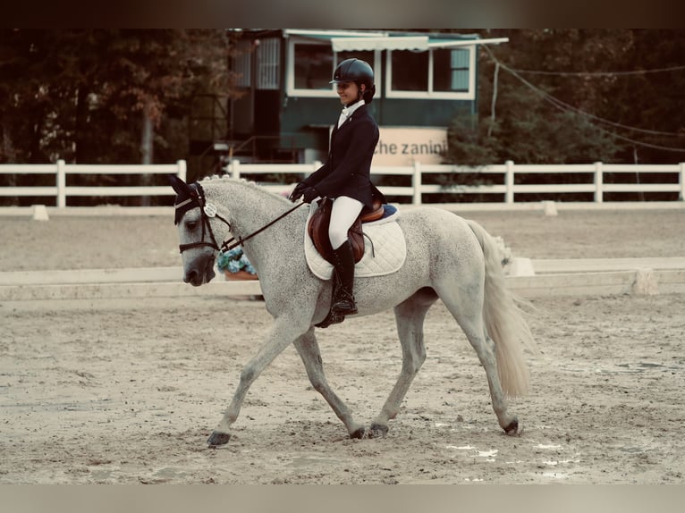 Connemara Jument 14 Ans 149 cm Gris in Ravenna