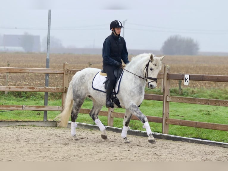 Connemara Jument 14 Ans 151 cm Rouan bleu in Bogaarden