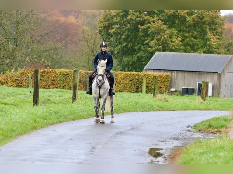 Connemara Jument 14 Ans 151 cm Rouan bleu in Bogaarden