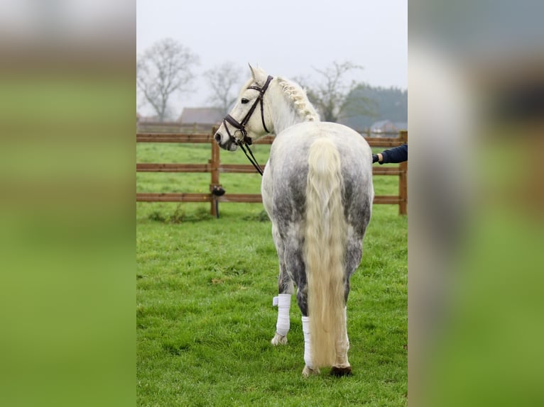 Connemara Jument 14 Ans 151 cm Rouan bleu in Bogaarden