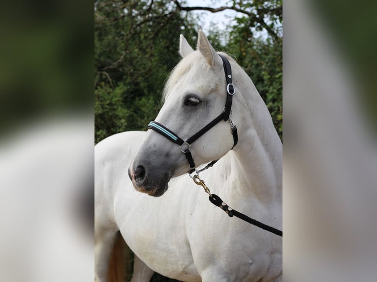 Connemara Jument 14 Ans 152 cm Gris in Waldshut-Tiengen