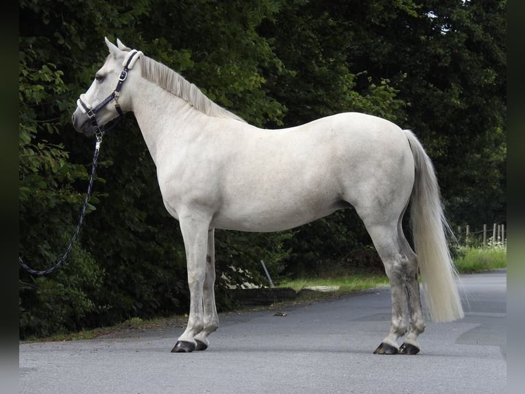 Connemara Jument 15 Ans 146 cm Gris in Verl
