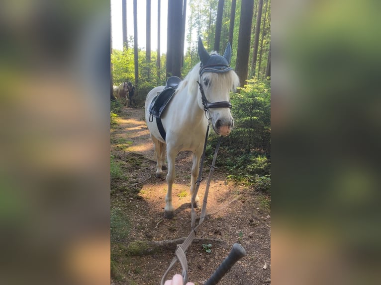Connemara Jument 15 Ans 147 cm Gris in Pentling