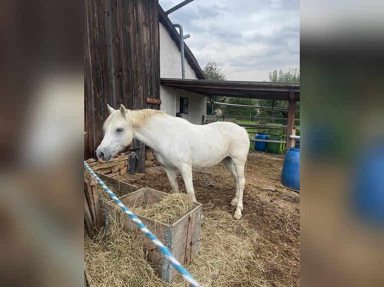 Connemara Jument 15 Ans 147 cm Gris in Pentling