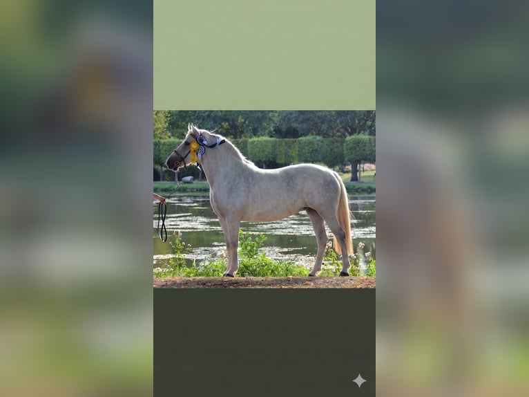 Connemara Jument 15 Ans 147 cm Gris in Zinswiller