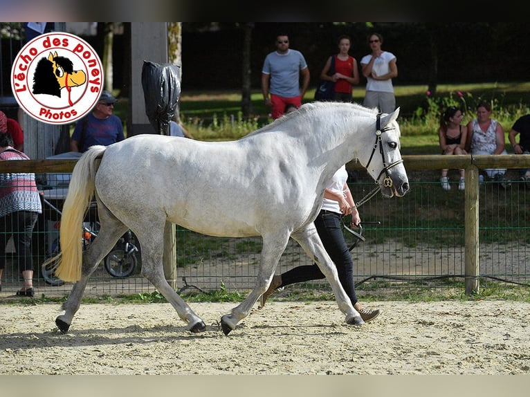 Connemara Jument 15 Ans 147 cm Gris in Zinswiller