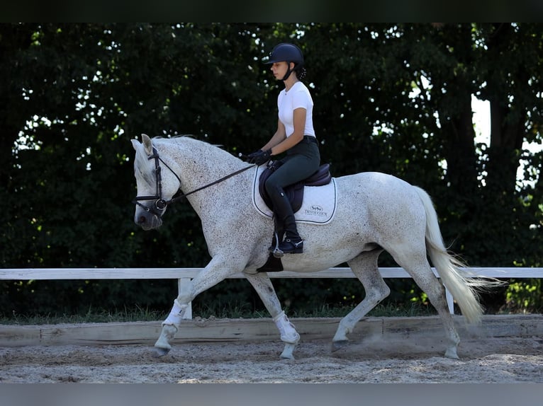 Connemara Jument 15 Ans 148 cm Gris in Altenstadt