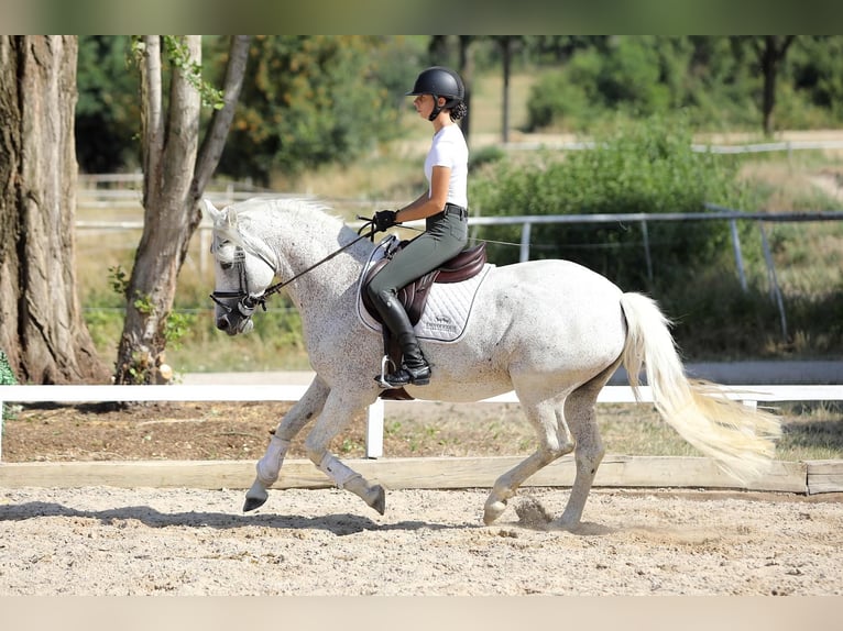 Connemara Jument 15 Ans 148 cm Gris in Altenstadt