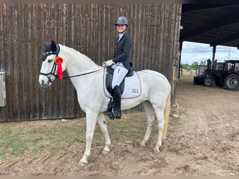 Connemara Jument 15 Ans 148 cm Gris in Weiler bei Bingen