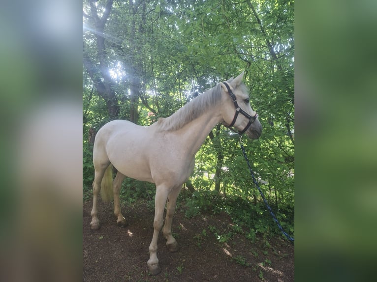 Connemara Jument 15 Ans 148 cm Gris in Nördlingen