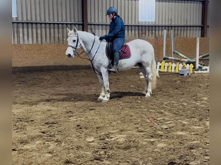 Connemara Jument 15 Ans 148 cm Gris in Sligo