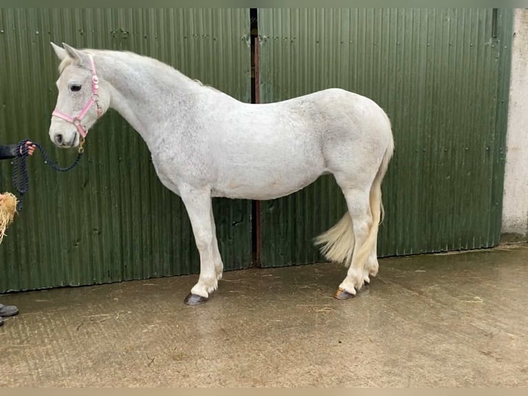 Connemara Jument 15 Ans 148 cm Gris in Sligo
