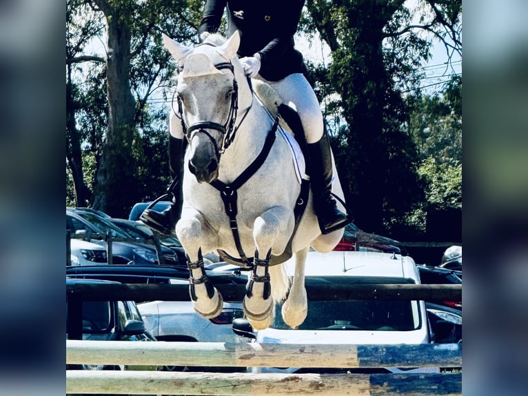 Connemara Jument 15 Ans 149 cm Gris in Roma