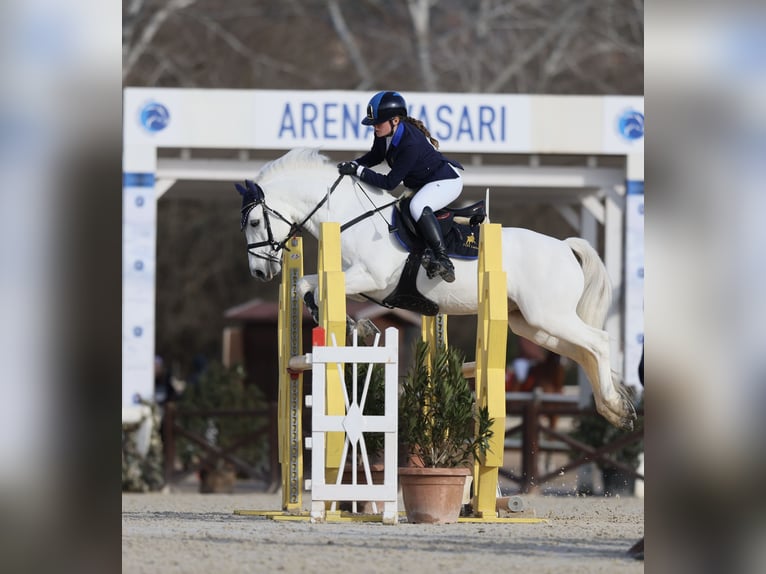 Connemara Jument 15 Ans 149 cm Gris in Roma