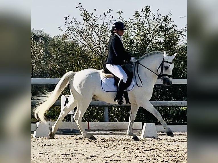 Connemara Jument 15 Ans 149 cm Gris in Roma