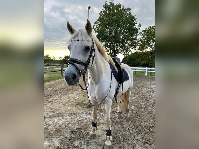 Connemara Jument 15 Ans 152 cm Gris in Gütersloh