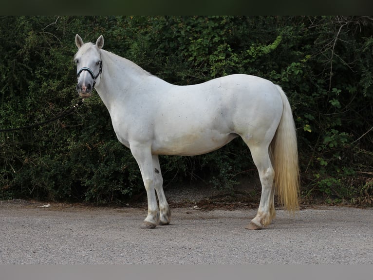 Connemara Jument 15 Ans 152 cm Gris in Waldshut-Tiengen