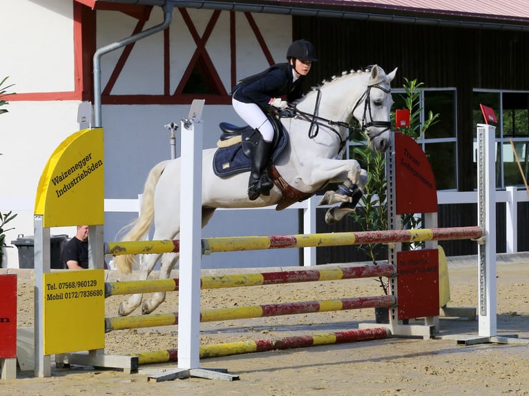 Connemara Jument 17 Ans 148 cm Gris in Bad Wurzach