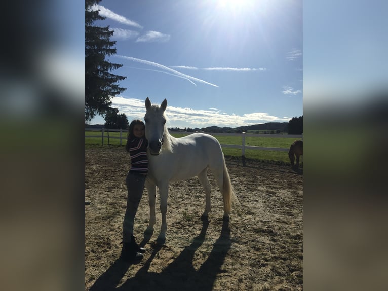 Connemara Jument 17 Ans 148 cm Gris in Bad Wurzach