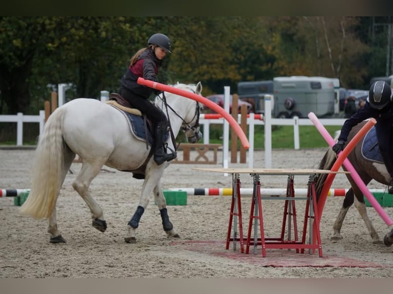 Connemara Jument 17 Ans 148 cm Gris in Bad Wurzach