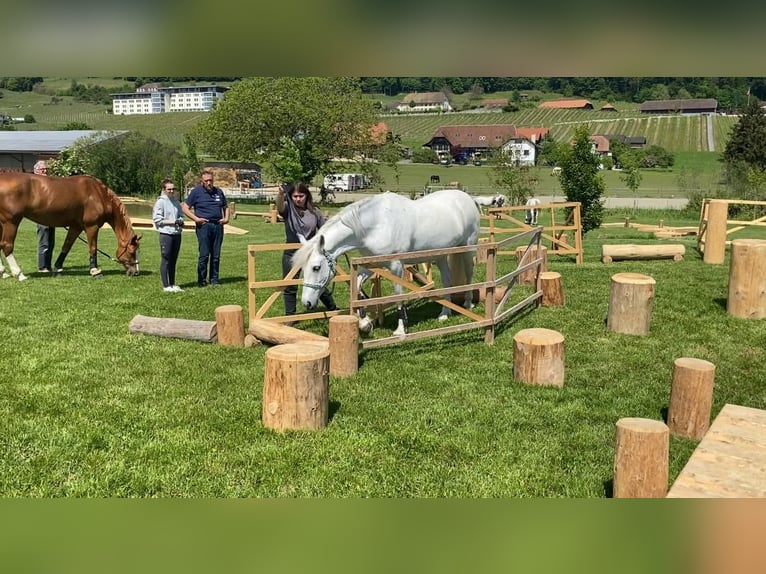 Connemara Jument 17 Ans 155 cm Gris in Kappelen