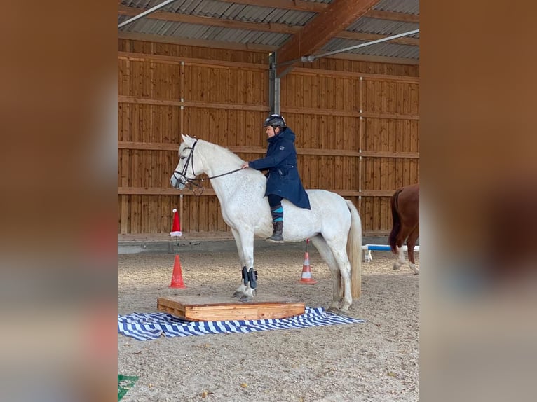 Connemara Jument 17 Ans 155 cm Gris in Kappelen