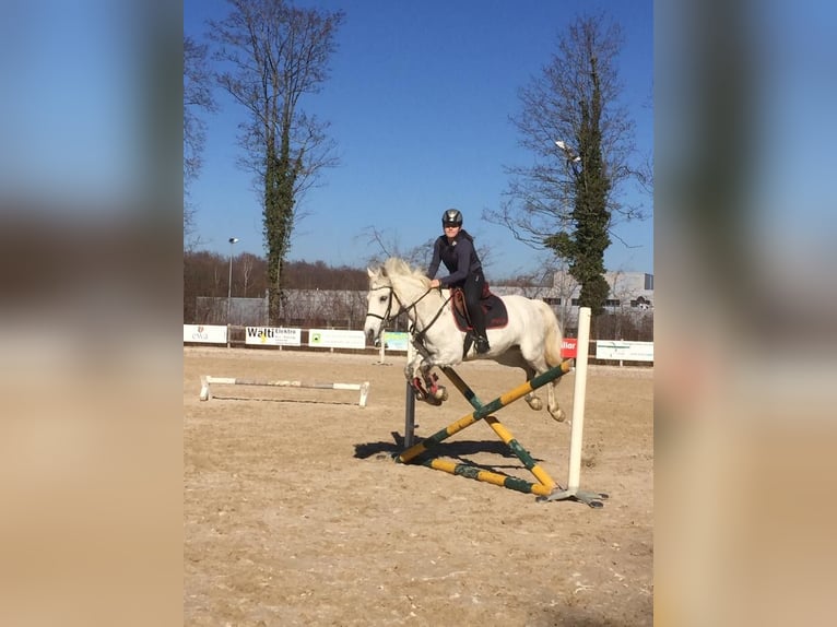 Connemara Jument 17 Ans 155 cm Gris in Kappelen