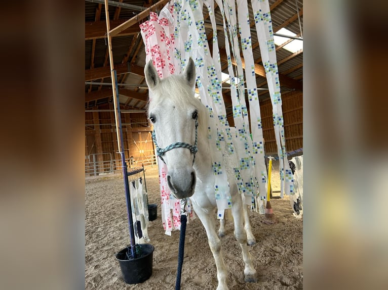 Connemara Jument 17 Ans 155 cm Gris in Kappelen