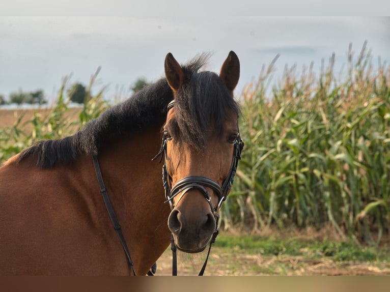 Connemara Croisé Jument 18 Ans 144 cm Bai in Herrenberg