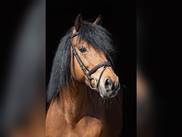 Connemara Croisé Jument 18 Ans 144 cm Bai in Herrenberg