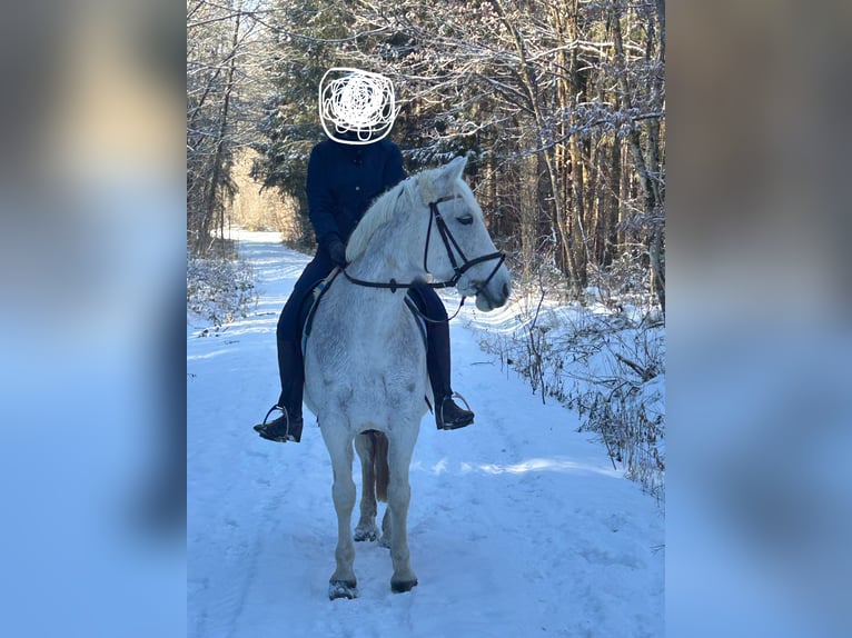 Connemara Jument 18 Ans 149 cm Gris in Starnberg