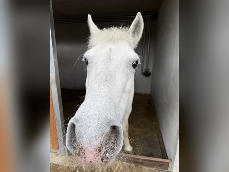Connemara Jument 18 Ans 150 cm Gris in Gontenschwil