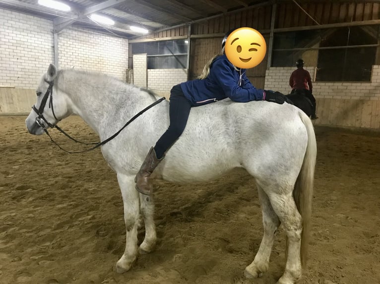 Connemara Jument 19 Ans 143 cm Gris in Battenberg (Pfalz)