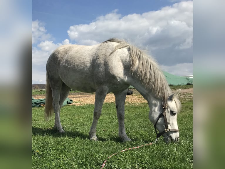 Connemara Jument 19 Ans 143 cm Gris in Battenberg (Pfalz)
