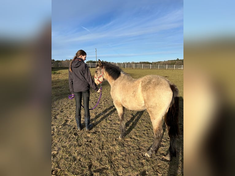 Connemara Jument 1 Année 145 cm Buckskin in Bangerten