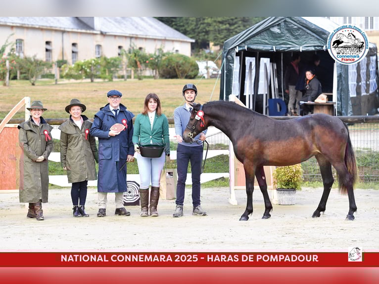 Connemara Jument 1 Année 145 cm Noir in PADOUX